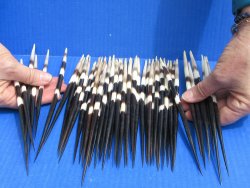Fifty Thick African Porcupine Quills 8" to 9"