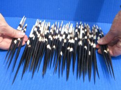 Fifty Thick African Porcupine Quills 8-1/2" to 9-1/2"