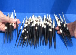 Fifty Thick African Porcupine Quills 7" to 8"