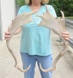 24" Matching Pair Fallow Deer (Dama dama) Horn/Antler
