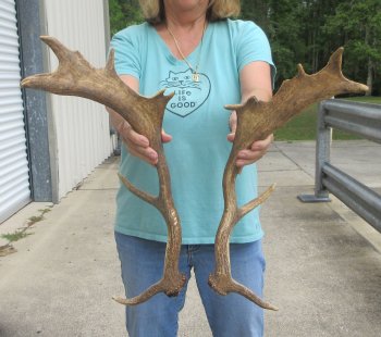 19" Matching Pair Fallow Deer (Dama dama) Horn/Antler