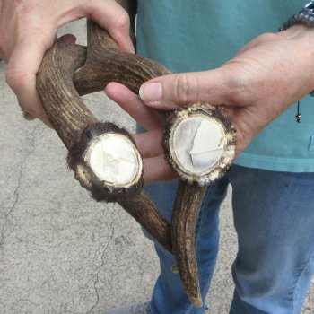 19" Matching Pair Fallow Deer (Dama dama) Horn/Antler