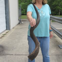 39" B-Grade Kudu Horn  <font color=red>(NO POST OFFICE (USPS) SHIPPING!!) </font>