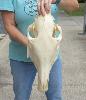 17" Zebra Skull 