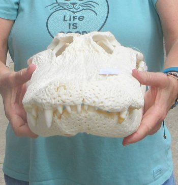  Real 21" Florida Alligator Skull (SIGNATURE REQUIRED)
