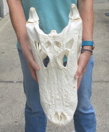  Real 21" Florida Alligator Skull (SIGNATURE REQUIRED)