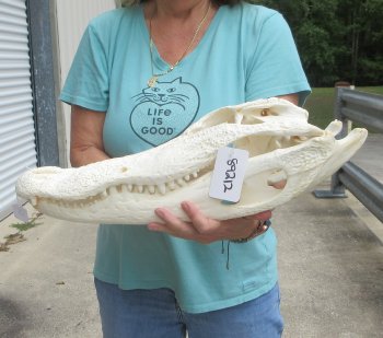  Real 21" Florida Alligator Skull (SIGNATURE REQUIRED)