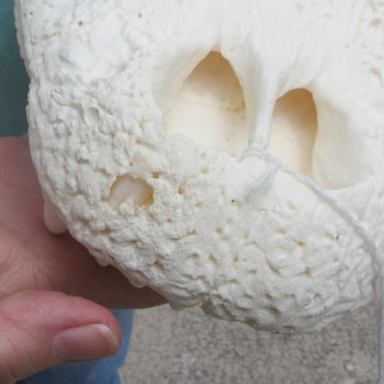  Real 21" Florida Alligator Skull (SIGNATURE REQUIRED)