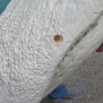  Real 21" Florida Alligator Skull (SIGNATURE REQUIRED)