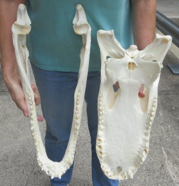  Real 21" Florida Alligator Skull (SIGNATURE REQUIRED)