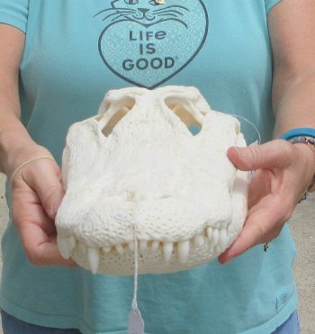  Real 16" Florida Alligator Skull