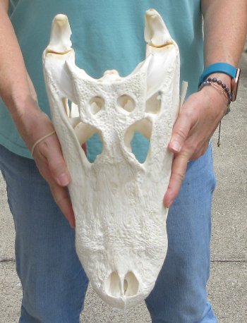  Real 16" Florida Alligator Skull