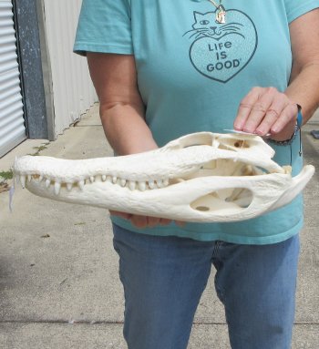  Real 16" Florida Alligator Skull