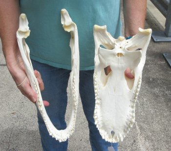  Real 16" Florida Alligator Skull