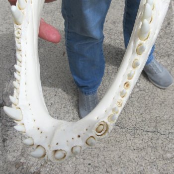  Real 16" Florida Alligator Skull