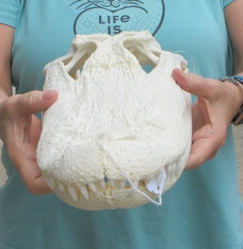  Real 16-1/2" Florida Alligator Skull