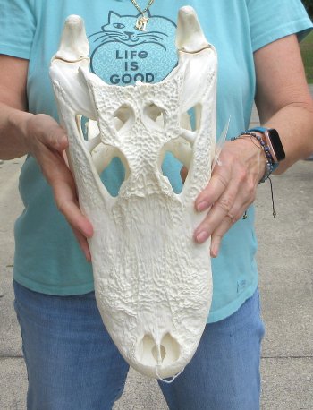  Real 16-1/2" Florida Alligator Skull