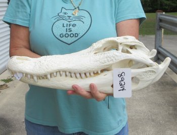  Real 16-1/2" Florida Alligator Skull