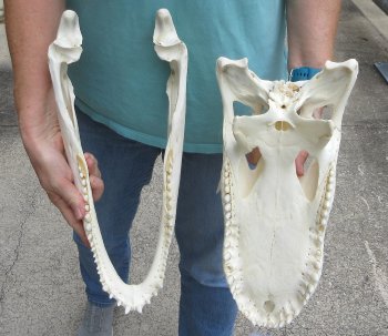  Real 16-1/2" Florida Alligator Skull