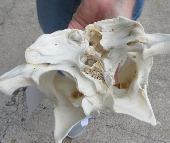  Real 16-1/2" Florida Alligator Skull