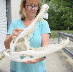  Real 19" Florida Alligator Skull