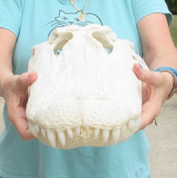  Real 19" Florida Alligator Skull