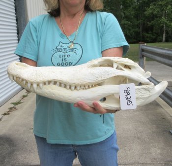  Real 19" Florida Alligator Skull