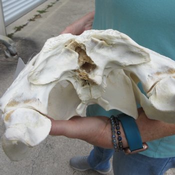  Real 19" Florida Alligator Skull