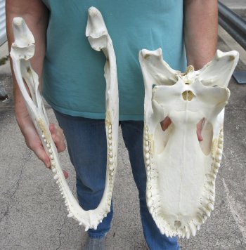  Real 19" Florida Alligator Skull