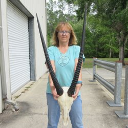 15" Gemsbok Skull with 32" & 35" Horns <font color=red>(NO POST OFFICE (USPS) SHIPPING!!) </font>
