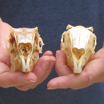 Two piece Jack Rabbit Skulls 3-1/2"