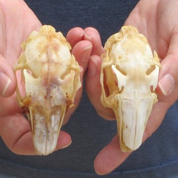Two piece Jack Rabbit Skulls 3-1/2"