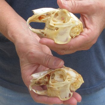 Two piece Jack Rabbit Skulls 3-1/2"