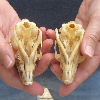 Two piece Jack Rabbit Skulls 3-1/2"