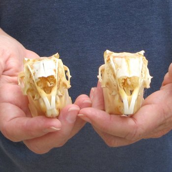 Two piece Jack Rabbit Skulls 3-1/2"
