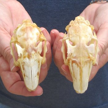 Two piece Jack Rabbit Skulls 3-1/2"