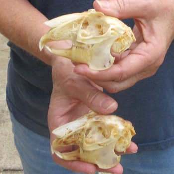 Two piece Jack Rabbit Skulls 3-1/2"