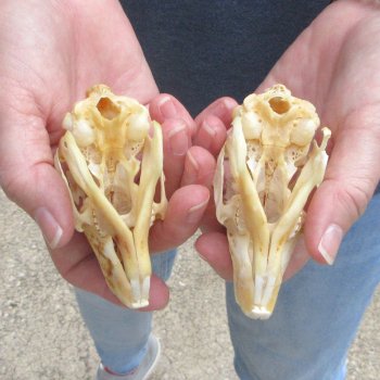 Two piece Jack Rabbit Skulls 3-1/2"