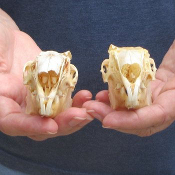 Two piece Jack Rabbit Skulls 3-1/2"