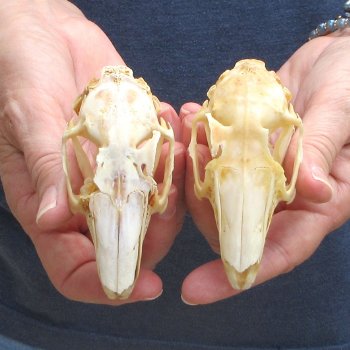 Two piece Jack Rabbit Skulls 3-1/2"