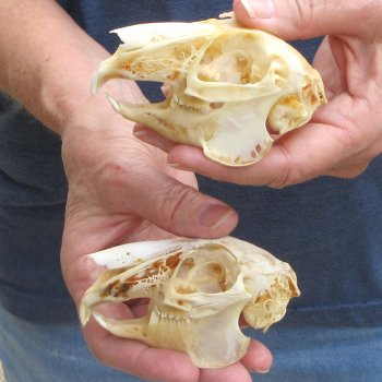 Two piece Jack Rabbit Skulls 3-1/2"