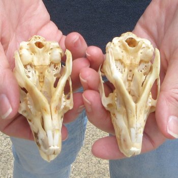 Two piece Jack Rabbit Skulls 3-1/2"