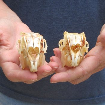 Two piece Jack Rabbit Skulls 3-1/2"