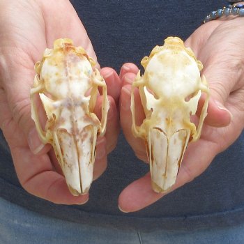 Two piece Jack Rabbit Skulls 3-1/2"