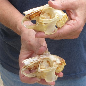 Two piece Jack Rabbit Skulls 3-1/2"