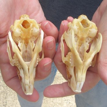Two piece Jack Rabbit Skulls 3-1/2"