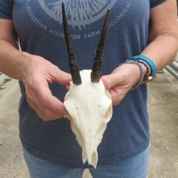 6" Grey Duiker Skull with 4" & 4-1/4" Horns 