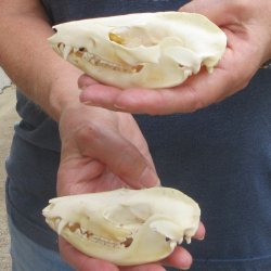 Two piece B-Grade Opossum Skulls 4" 