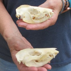 Two piece B-Grade Opossum Skulls 4" & 4-1/2"