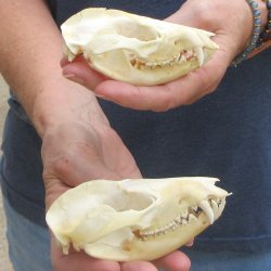 Two piece B-Grade Opossum Skulls 4" & 4-1/2"